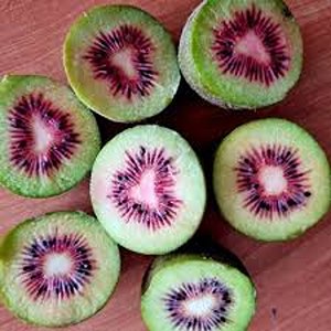 خرید و قیمت کیوی قرمز شمال + فروش عمده